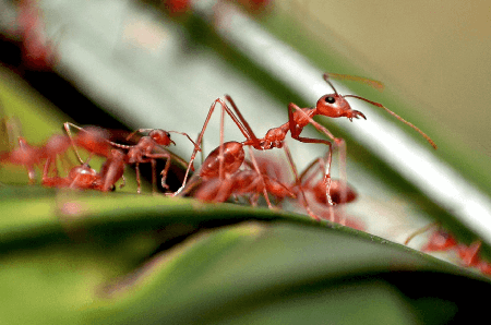 Animals’ language