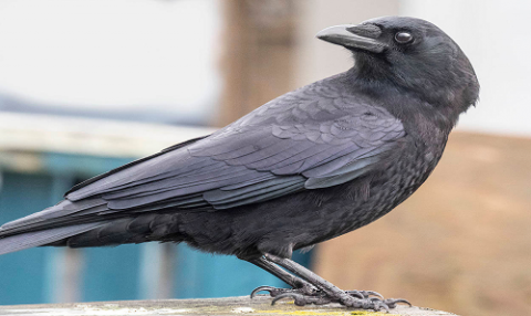 কাক (Crow)