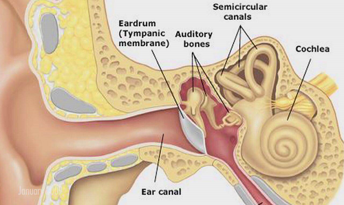 কানের পর্দা (Ear drum)