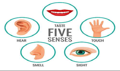 মানুষের ইন্দ্রিয় (Human Senses)