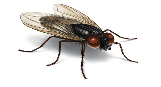 মাছি (House fly)