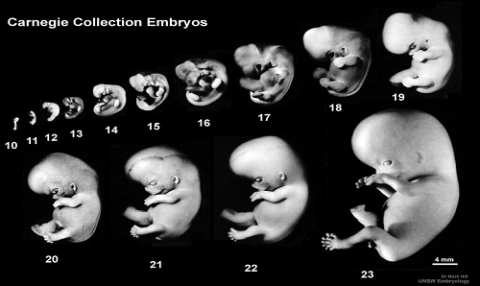 মানব ভ্রুণ (Human Embryo)