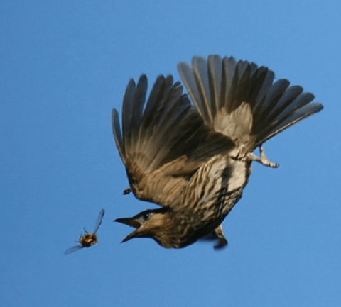 moqbangla-শিকারী পাখি (Raptors)