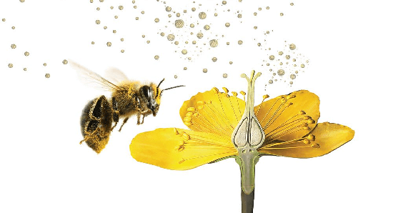 moqbangla-pollination