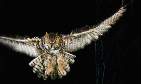 nocturnal-animals
