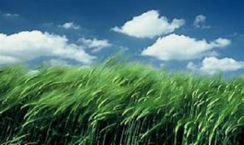 বাতাস (Wind)