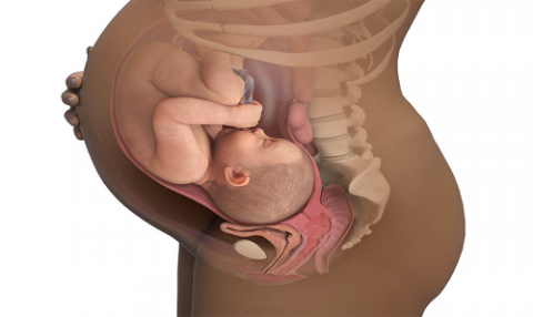 তিন স্তর বিশিষ্ট মাতৃগর্ভ (Three layers of Mother womb)