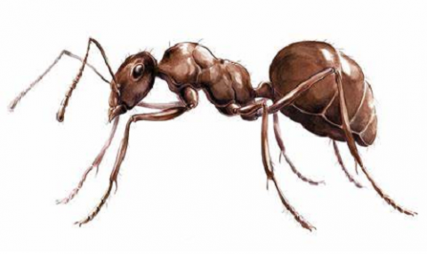 Ant