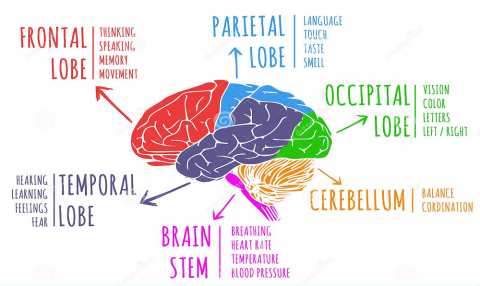 Brain high