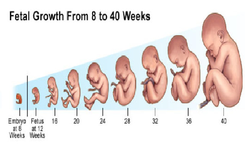 ভ্রুণ (Fetus)