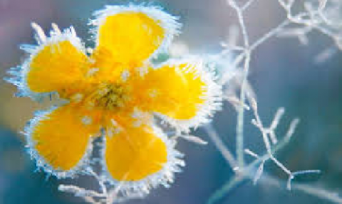 Frost