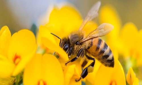 Honey-bee