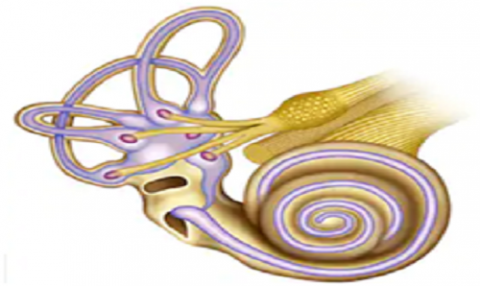 অন্তঃকর্ন (Inner Ear)