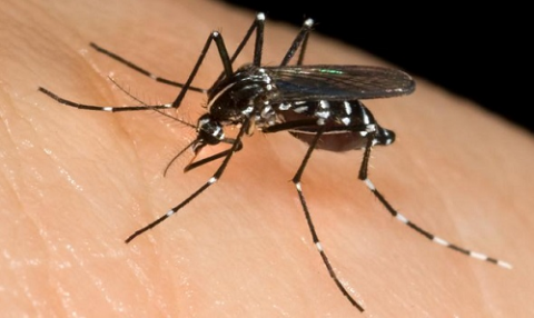 Mosquito