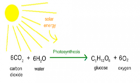 Photosynthesis