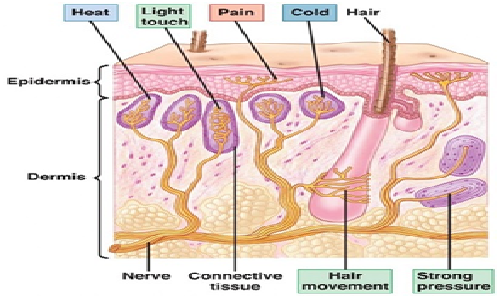 Skin Nerves
