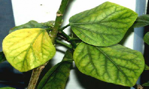 leaf