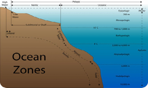 photic zone