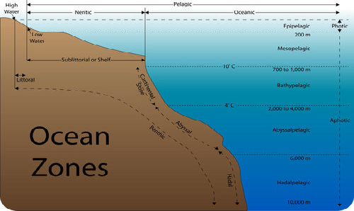 photic zone