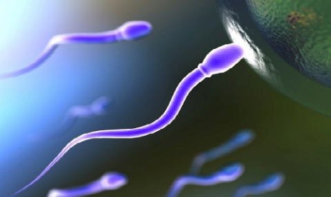 Fertility