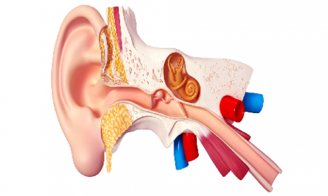 Ear