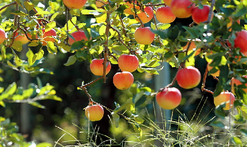 Fruit Garden