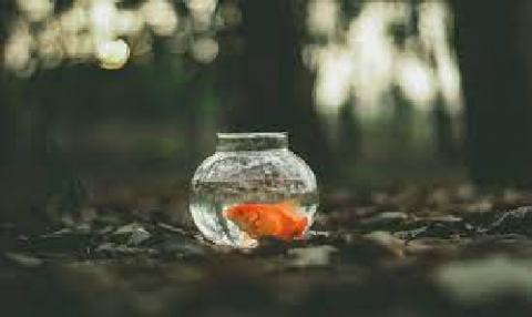 Life from water