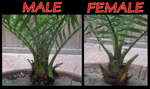 Male Female