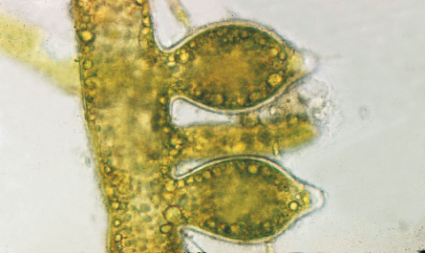 Microscopic Sex