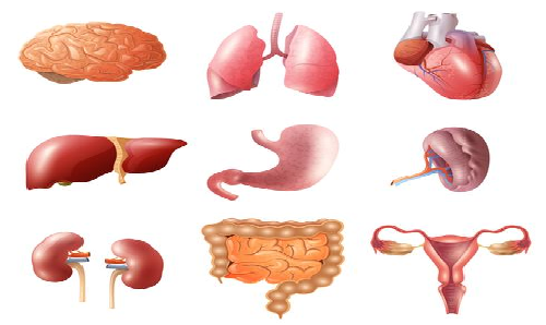 Sensitive organ