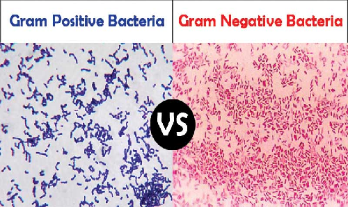 gram positive